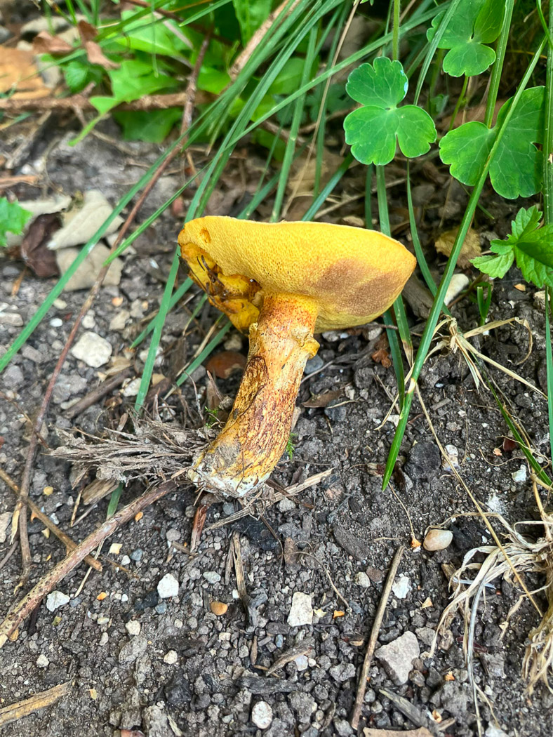 Photo © Mark Harris Suillus grevillei by Mark Harris